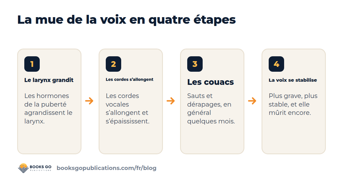 Mue de la voix : quatre étapes, de la croissance du larynx à une voix plus grave et plus stable